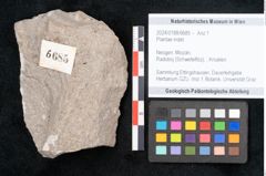 Foto (Objekt + Etikett) von Plantae indet.  (NHMW-GEO-2024-0188-6685)